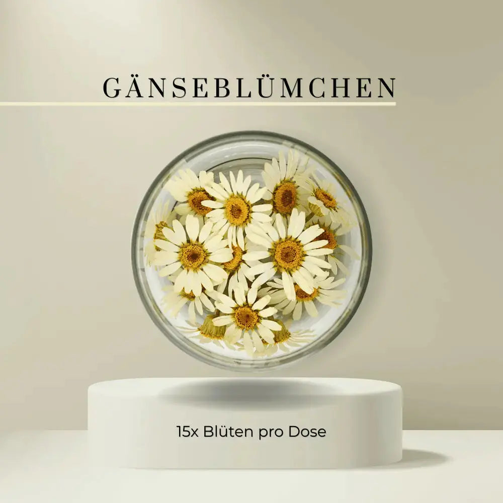GÄNSEBLÜMCHEN-DAISIES 15 St. Santos Gourmet
