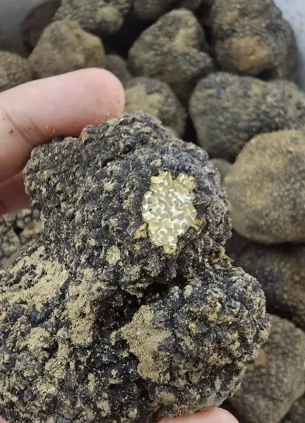 fresh black summer truffle 100gr Santos Gourmet